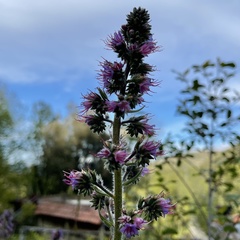 Echium lusitanicum