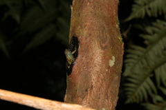 Anodonthyla moramora