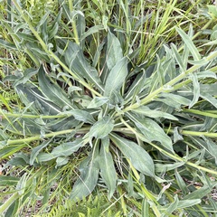 Echium lusitanicum