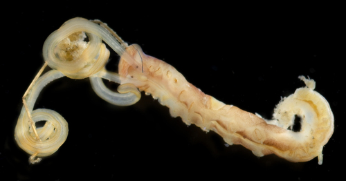 Representative image of Spiochaetopterus costarum