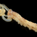 Spiochaetopterus costarum - Photo (c) smithsonian_marinegeo, μερικά δικαιώματα διατηρούνται (CC BY-NC-SA), uploaded by smithsonian_marinegeo