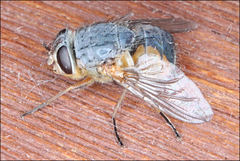 Calliphora augur