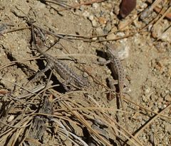 Sceloporus graciosus vandenburgianus
