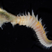 Neosabellaria - Photo (c) smithsonian_marinegeo, some rights reserved (CC BY-NC-SA), uploaded by smithsonian_marinegeo