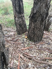 Gymnopilus junonius