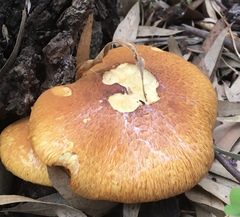 Gymnopilus junonius