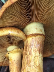 Gymnopilus junonius