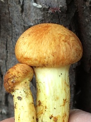 Gymnopilus junonius