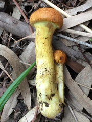 Gymnopilus junonius