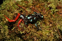 Mantella baroni