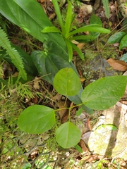 Alchornea latifolia