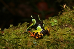 Mantella baroni