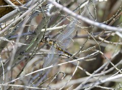 Epitheca petechialis