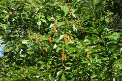 Citharexylum spinosum