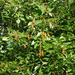 Citharexylum fruticosum - Photo (c) Yolanda M. Leon, μερικά δικαιώματα διατηρούνται (CC BY-NC), uploaded by Yolanda M. Leon