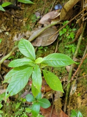 Casearia sylvestris
