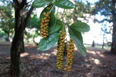 Citharexylum spinosum