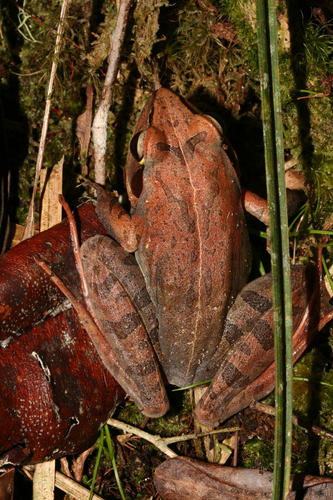 Madagascar Jumping Frog