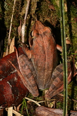 Madagascar Jumping Frog photo 3