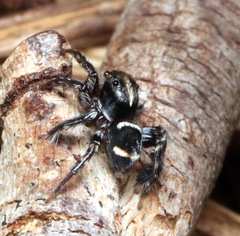 Saitis virgatus