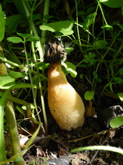 Morchella semilibera
