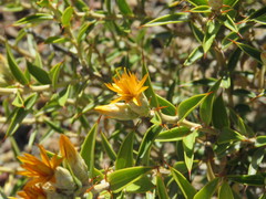 Chuquiraga avellanedae