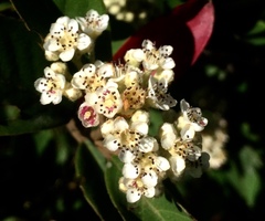 Cotoneaster