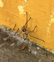 Lycosa erythrognatha