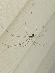 Pholcidae