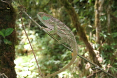 Calumma oshaughnessyi