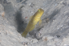Cryptocentrus cinctus