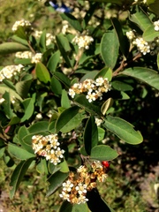 Cotoneaster