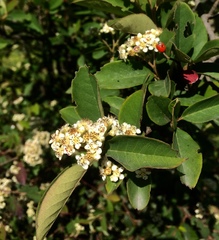 Cotoneaster