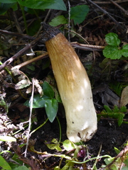 Morchella semilibera