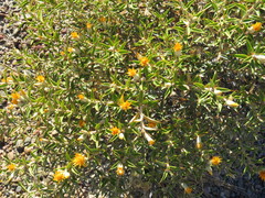 Chuquiraga avellanedae