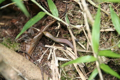 Zonosaurus madagascariensis