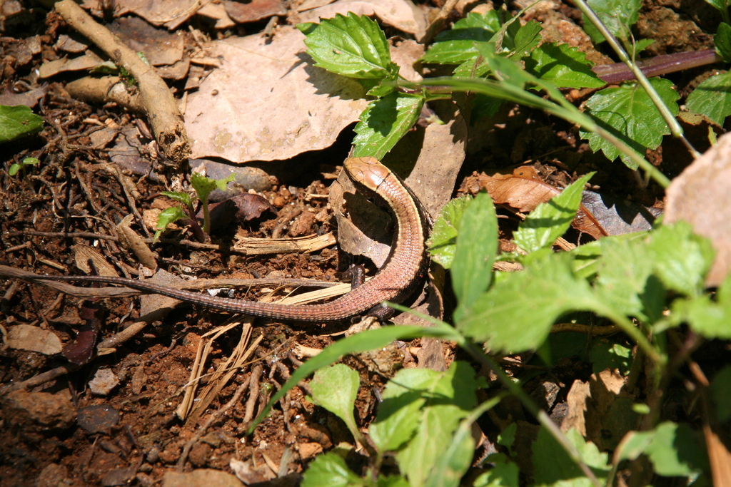 Bronze Girdled Lizard