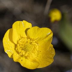 Ranunculus nigrescens