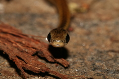 Thamnosophis epistibes