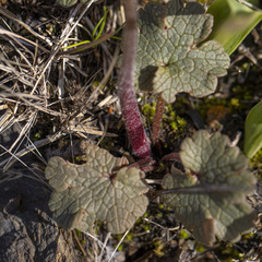 Ranunculus nigrescens