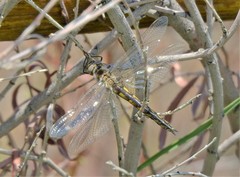 Epitheca petechialis