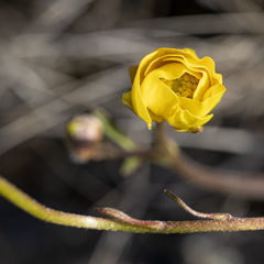 Ranunculus nigrescens