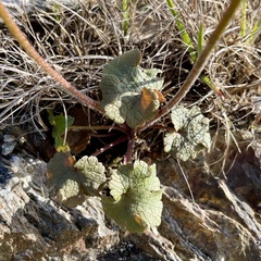 Ranunculus nigrescens
