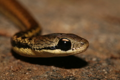 Thamnosophis epistibes