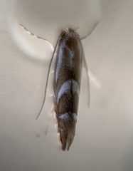 Phyllonorycter propinquinella