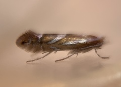 Phyllonorycter propinquinella