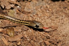 Thamnosophis epistibes