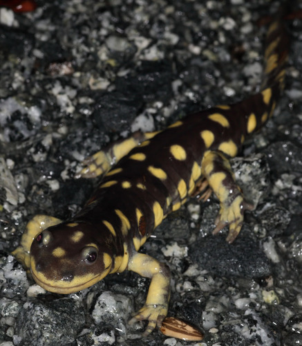 California Tiger Salamander