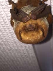 Lasiurus frantzii