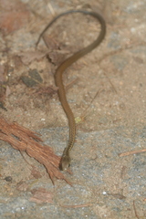 Thamnosophis epistibes